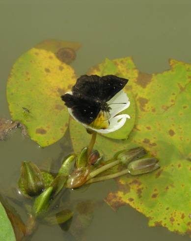 Fotografia de capa Sagittaria guayanensis - do Jardim Botânico