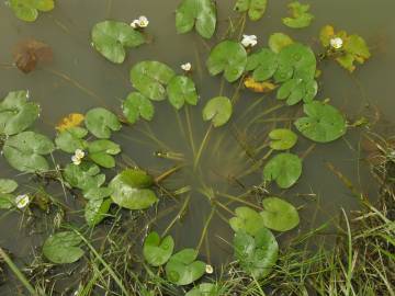 Fotografia da espécie Sagittaria guayanensis