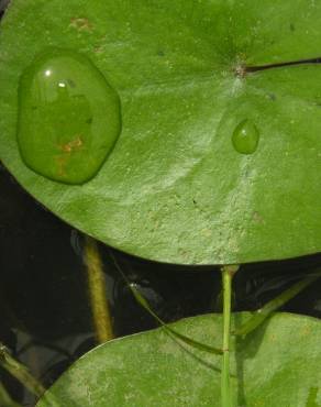 Fotografia 3 da espécie Sagittaria guayanensis no Jardim Botânico UTAD