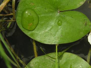 Fotografia da espécie Sagittaria guayanensis