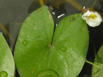Fotografia da espécie Sagittaria guayanensis