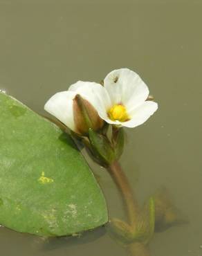 Fotografia 5 da espécie Sagittaria guayanensis no Jardim Botânico UTAD