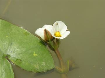 Fotografia da espécie Sagittaria guayanensis