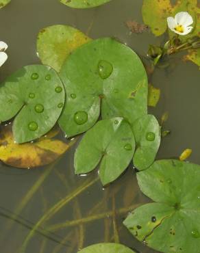 Fotografia 7 da espécie Sagittaria guayanensis no Jardim Botânico UTAD