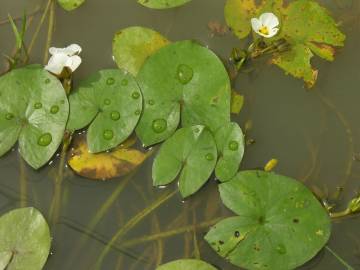 Fotografia da espécie Sagittaria guayanensis