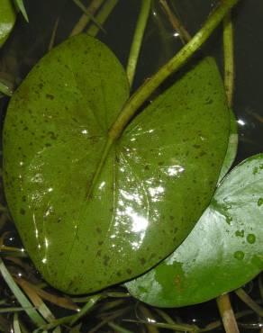 Fotografia 8 da espécie Sagittaria guayanensis no Jardim Botânico UTAD