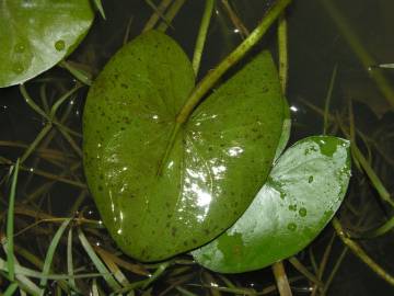 Fotografia da espécie Sagittaria guayanensis