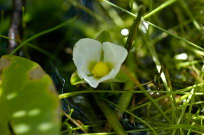 Fotografia da espécie Sagittaria guayanensis