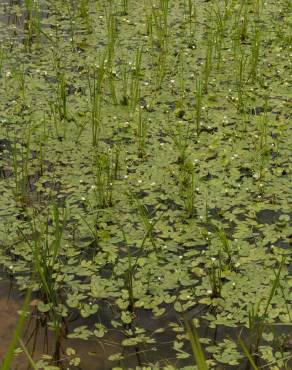 Fotografia 10 da espécie Sagittaria guayanensis no Jardim Botânico UTAD