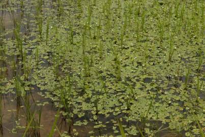 Fotografia da espécie Sagittaria guayanensis