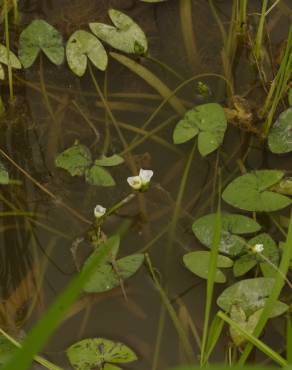 Fotografia 11 da espécie Sagittaria guayanensis no Jardim Botânico UTAD