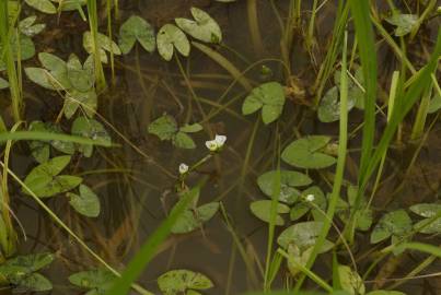 Fotografia da espécie Sagittaria guayanensis