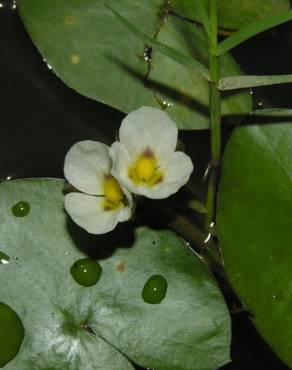 Fotografia 12 da espécie Sagittaria guayanensis no Jardim Botânico UTAD