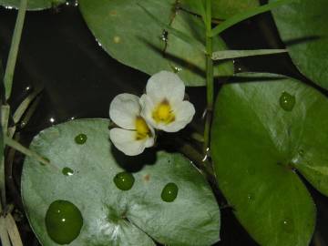 Fotografia da espécie Sagittaria guayanensis