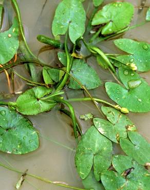 Fotografia 14 da espécie Sagittaria guayanensis no Jardim Botânico UTAD