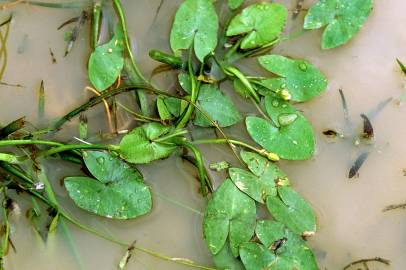 Fotografia da espécie Sagittaria guayanensis