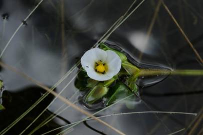 Fotografia da espécie Sagittaria guayanensis