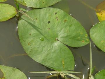 Fotografia da espécie Sagittaria guayanensis