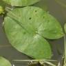 Fotografia 16 da espécie Sagittaria guayanensis do Jardim Botânico UTAD