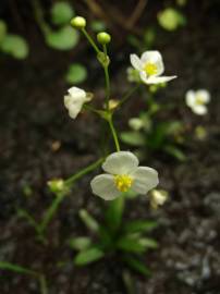 Fotografia da espécie Sagittaria fasciculata