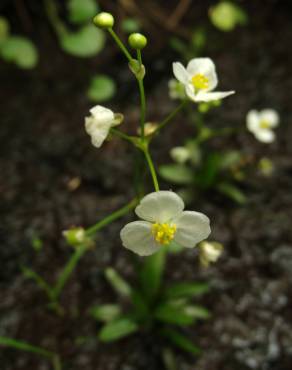 Fotografia 1 da espécie Sagittaria fasciculata no Jardim Botânico UTAD