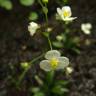 Fotografia 1 da espécie Sagittaria fasciculata do Jardim Botânico UTAD