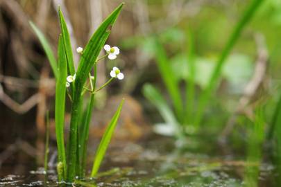 Fotografia da espécie Sagittaria fasciculata