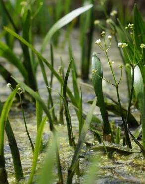 Fotografia 3 da espécie Sagittaria fasciculata no Jardim Botânico UTAD