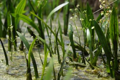 Fotografia da espécie Sagittaria fasciculata