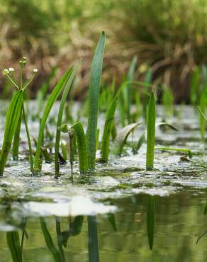 Fotografia 4 da espécie Sagittaria fasciculata no Jardim Botânico UTAD