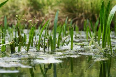 Fotografia da espécie Sagittaria fasciculata