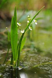 Fotografia da espécie Sagittaria fasciculata