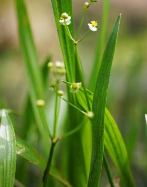 Fotografia 6 da espécie Sagittaria fasciculata no Jardim Botânico UTAD