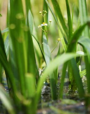 Fotografia 7 da espécie Sagittaria fasciculata no Jardim Botânico UTAD