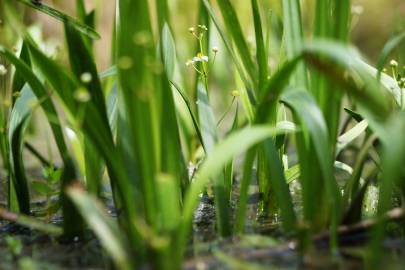 Fotografia da espécie Sagittaria fasciculata