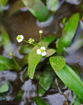 Fotografia 8 da espécie Sagittaria fasciculata no Jardim Botânico UTAD