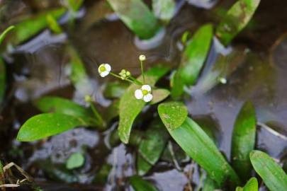 Fotografia da espécie Sagittaria fasciculata