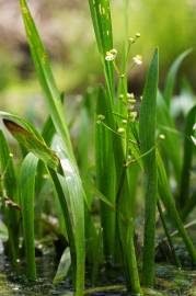 Fotografia da espécie Sagittaria fasciculata