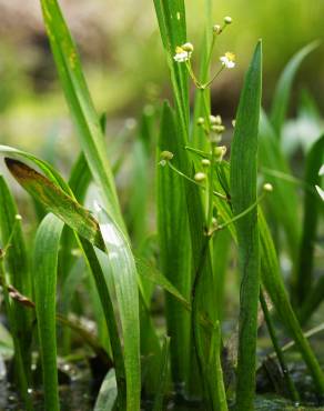 Fotografia 9 da espécie Sagittaria fasciculata no Jardim Botânico UTAD