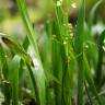 Fotografia 9 da espécie Sagittaria fasciculata do Jardim Botânico UTAD