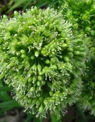 Schiedea globosa