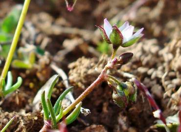 Fotografia da espécie Spergula pentandra