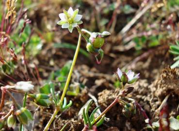 Fotografia da espécie Spergula pentandra