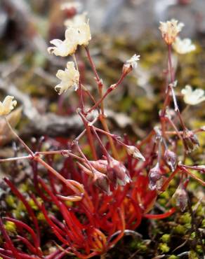 Fotografia 5 da espécie Spergula pentandra no Jardim Botânico UTAD