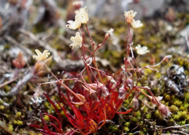 Fotografia da espécie Spergula pentandra