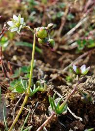 Fotografia da espécie Spergula pentandra