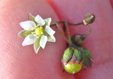 Fotografia da espécie Spergula pentandra