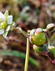 Spergula pentandra