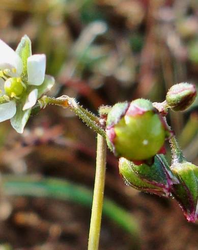 Fotografia de capa Spergula pentandra - do Jardim Botânico