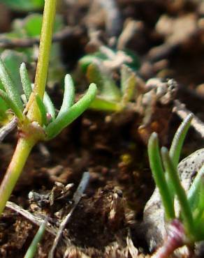 Fotografia 9 da espécie Spergula pentandra no Jardim Botânico UTAD